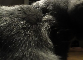 Levrette pour cette brune bien cochonne